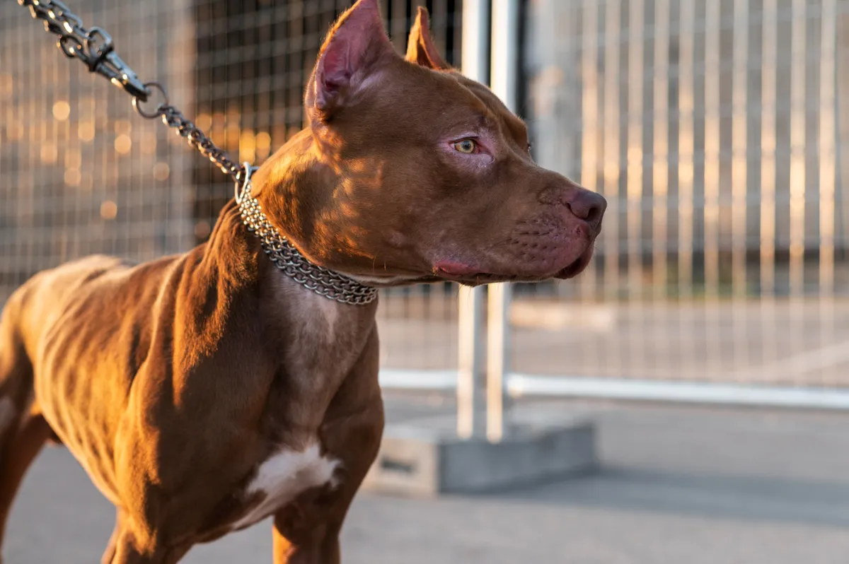 Ataques recentes de pitbull renovam discussão sobre segurança infantil e responsabilidade na criação de cães de grande porte - Imagem do artigo