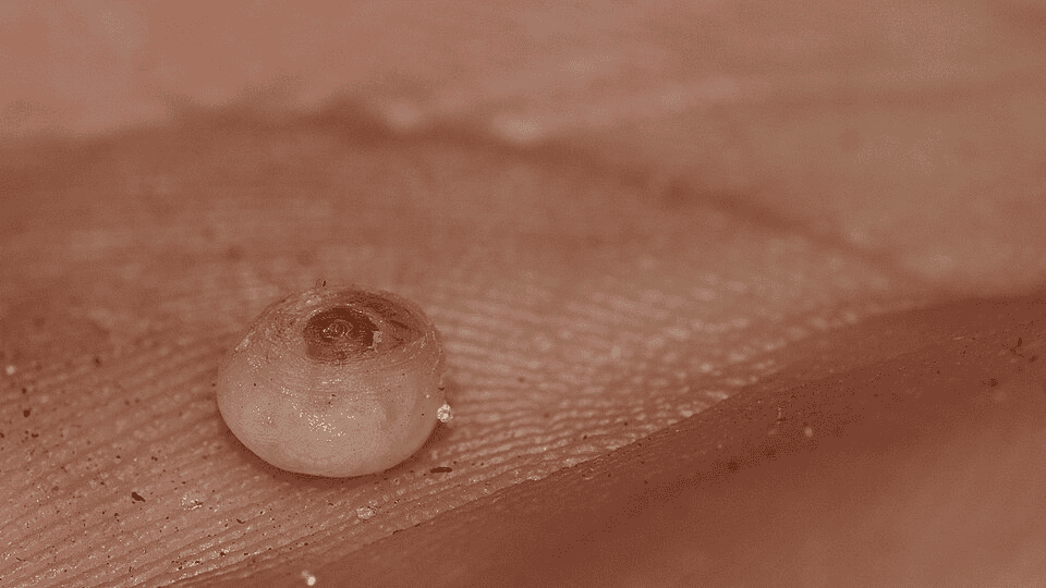 Bicho de pé: causas, sintomas, tratamento e prevenção da tungíase - Imagem do artigo original