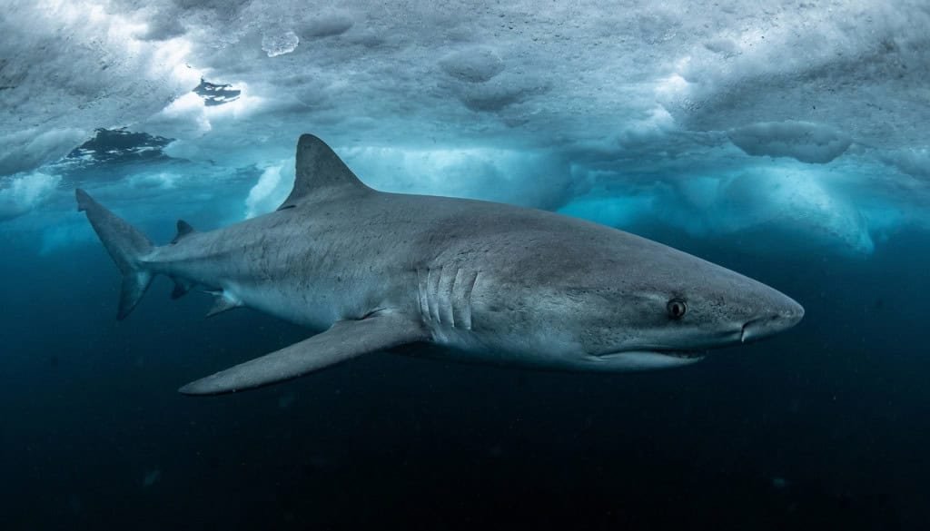 Tubarão-da-Groenlândia: o gigante do Ártico que pode ultrapassar 400 anos de vida Tubarão-da-Groenlândia: o gigante do Ártico que pode ultrapassar 400 anos de vida