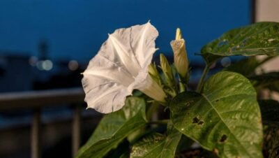 Flores que florescem à noite: espetáculo silencioso e seus efeitos no bem-estar urbano