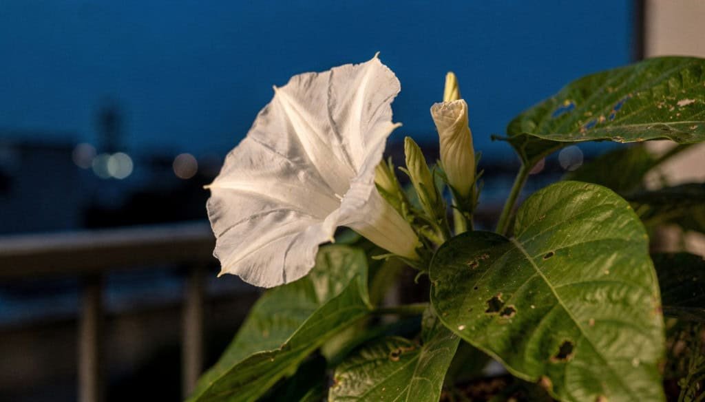 Flores que florescem à noite: espetáculo silencioso e seus efeitos no bem-estar urbano Flores que florescem à noite: espetáculo silencioso e seus efeitos no bem-estar urbano