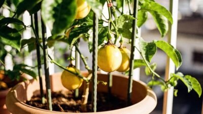 Frutas que ajudam a dormir: banana e maracujá unem nutrição, bem-estar e jardinagem urbana