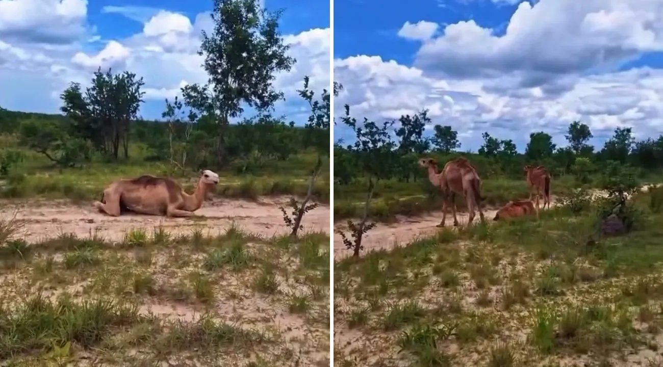 Camelos no Jalapão: como os animais que viralizaram na web chegaram ao Tocantins e o que muda para o turismo local - Imagem do artigo
