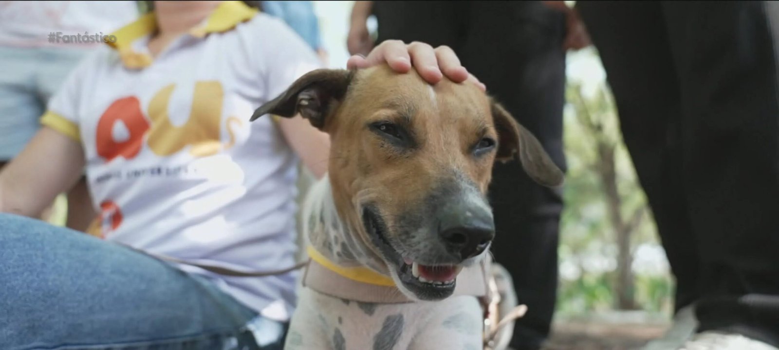 Maus-tratos a animais: por que a lei brasileira raramente leva agressores à prisão e como isso impacta os números de violência contra pets Maus-tratos a animais: por que a lei brasileira raramente leva agressores à prisão e como isso impacta os números de violência contra pets - Imagem do artigo