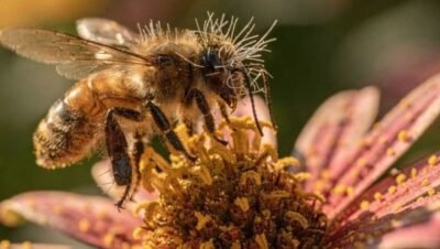 Campo elétrico das flores: a engenharia invisível que orienta abelhas na busca por néctar
