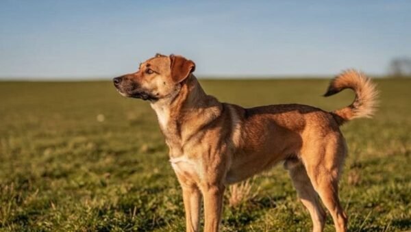 Alinhamento magnético dos cães: a explicação científica para o giro antes das necessidades