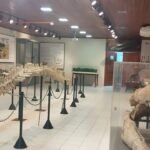 Exposição de fósseis da Ufac reabre em Rio Branco e revela gigantes pré-históricos da Amazônia
