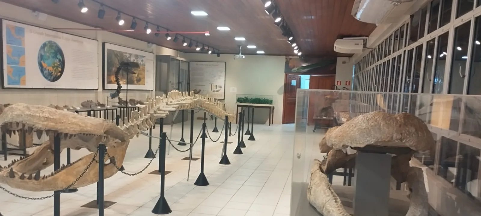 Exposição de fósseis da Ufac reabre em Rio Branco e revela gigantes pré-históricos da Amazônia - Imagem do artigo