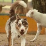 Carnaval e pets: saiba por que os blocos representam riscos à saúde dos animais no carnaval