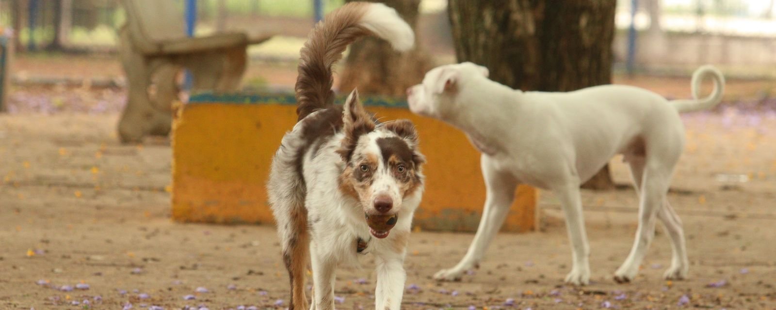 Carnaval e pets: saiba por que os blocos representam riscos à saúde dos animais no carnaval - Imagem do artigo