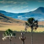 Mais de 55% da vegetação nativa do Cerrado já desapareceu: estudo detalha causas e alerta para riscos hídricos e climáticos