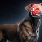 Mutação genética em cães: o músculo invisível que conquistou o coração humano